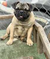 Max, a male French Bulldog and Pug for sale in Bellingham, WA – 9 of 10