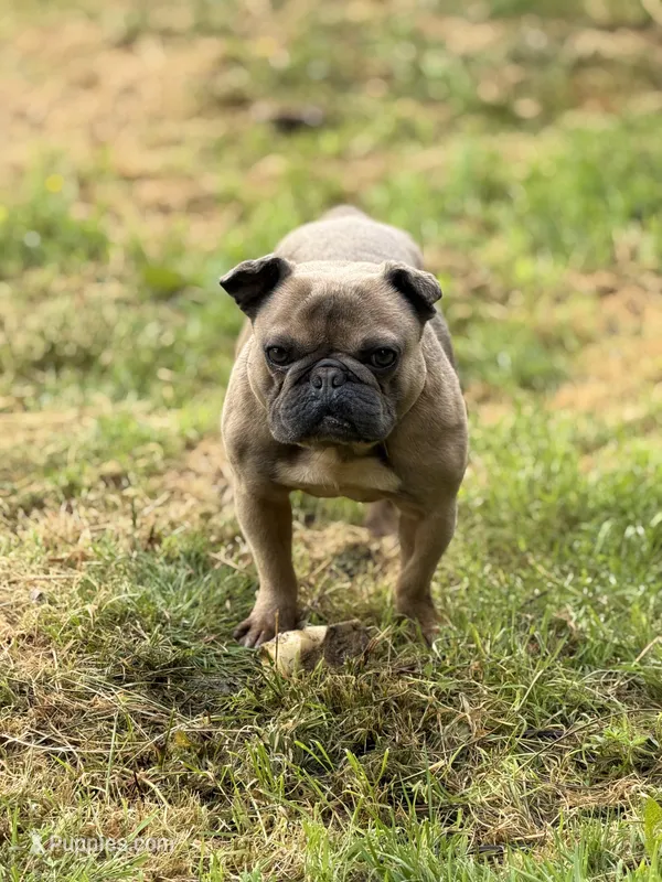 Ears are down now sable tri – French Bulldog puppy for sale in Bellingham, WA