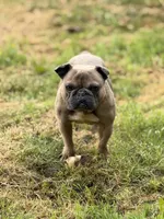 Ears are down now sable tri, a male French Bulldog for sale in Bellingham, WA – 1 of 10