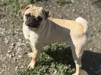 Nora, a female Pug for sale in Bellingham, WA – 9 of 10