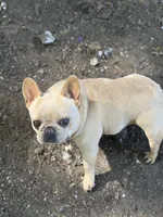 Frenchie Bella , a female French Bulldog for sale in Bellingham, WA – 7 of 7