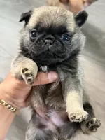 PUG teddy bear puppy , a male Pug for sale in Bellingham, WA – 3 of 5