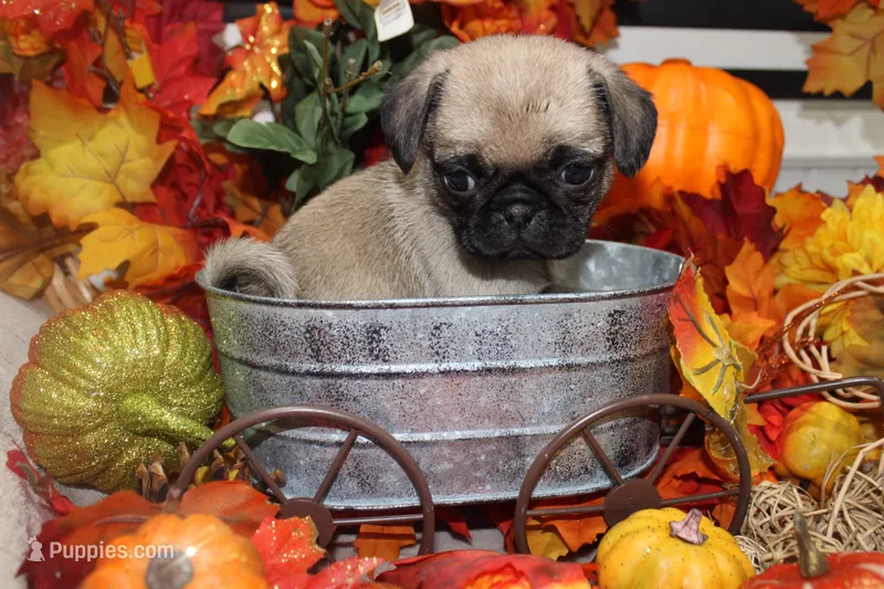 Philly Male Teddy bear pug – Pug puppy for sale in Bellingham, WA