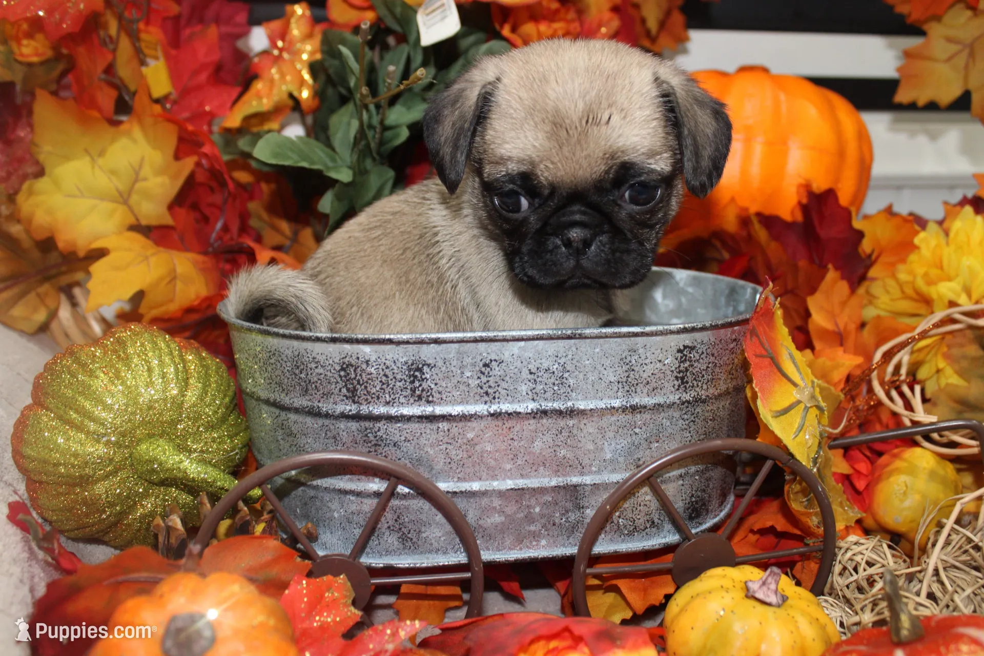 Philly Male Teddy bear pug, a male Pug for sale in Bellingham, WA – 1 of 9