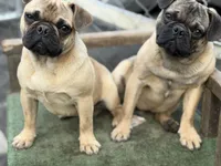 Max, a male French Bulldog and Pug for sale in Bellingham, WA – 7 of 10
