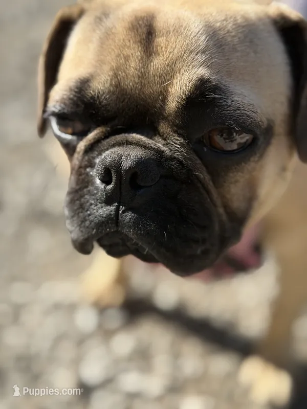 Gigi – French Bulldog, Pug puppy for sale in Bellingham, WA