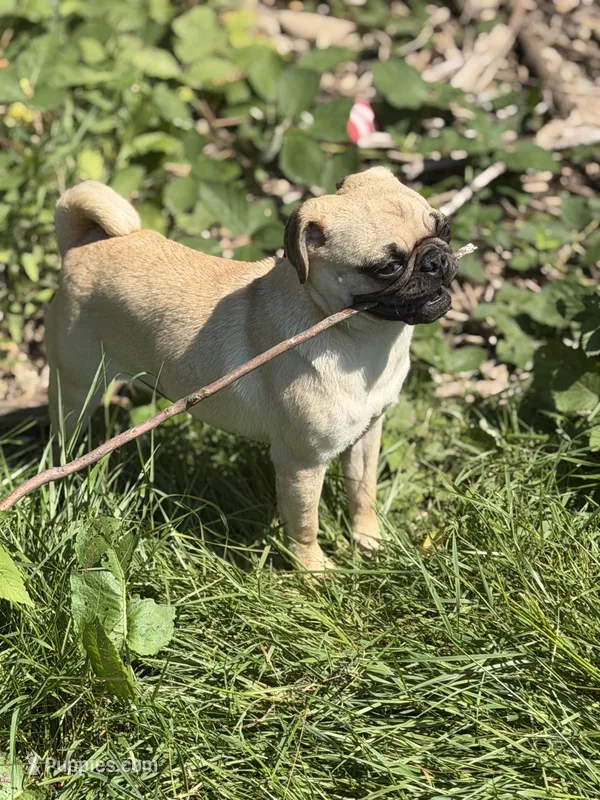Tati – Pug puppy for sale in Bellingham, WA