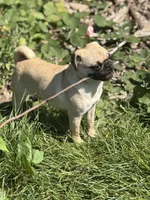 Tati, a female Pug for sale in Bellingham, WA – 5 of 9