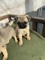 Male Teddy max, a male Pug for sale in Bellingham, WA – Photo 3 of 7