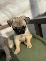 Male Teddy max, a male Pug for sale in Bellingham, WA – Photo 2 of 7