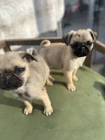 Male Teddy max, a male Pug for sale in Bellingham, WA – Photo 4 of 7