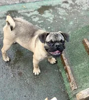 Gigi, a female French Bulldog and Pug for sale in Bellingham, WA – 2 of 9