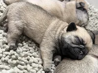 Teddy bear Pug Female # 1, a female Pug for sale in Bellingham, WA – 7 of 8
