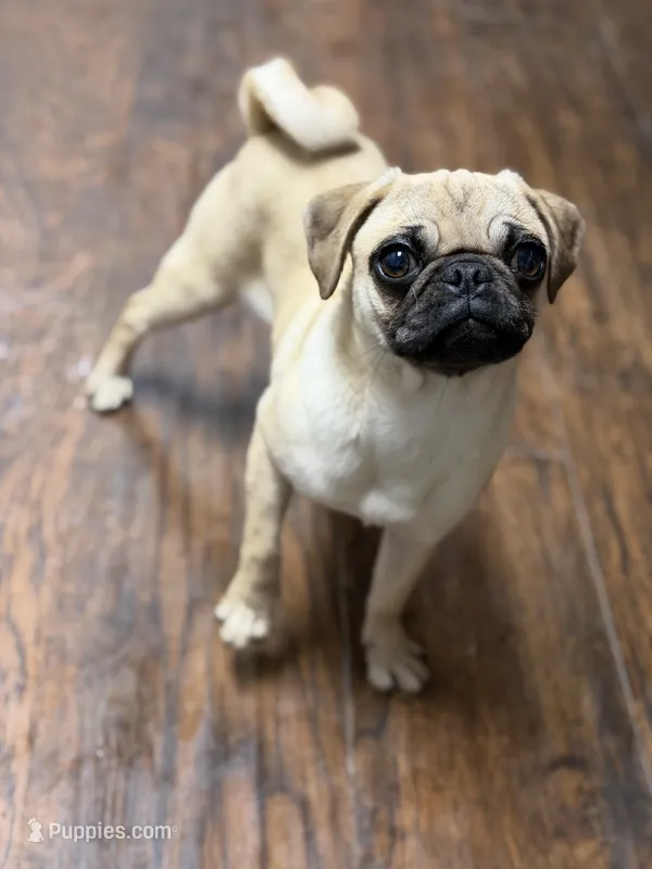 Tati – Pug puppy for sale in Bellingham, WA