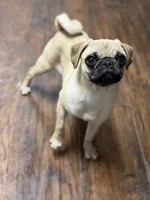 Tati, a female Pug for sale in Bellingham, WA – 3 of 9