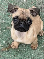 Vinny, a female Pug for sale in Bellingham, WA – Photo 5 of 8