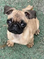 Vinny, a female Pug for sale in Bellingham, WA – Photo 4 of 8