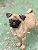 Vinny, a female Pug for sale in Bellingham, WA – Photo 8 of 8