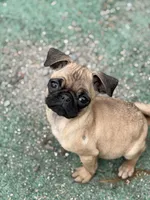 Vinny, a female Pug for sale in Bellingham, WA – Photo 3 of 8