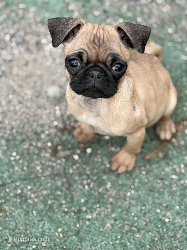 Vinny – Pug puppy for sale in Bellingham, WA