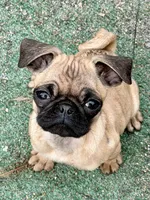 Vinny, a female Pug for sale in Bellingham, WA – Photo 6 of 8