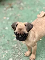 Vinny, a female Pug for sale in Bellingham, WA – Photo 7 of 8