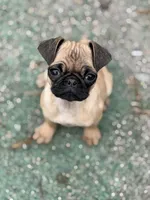 Vinny, a female Pug for sale in Bellingham, WA – Photo 2 of 8