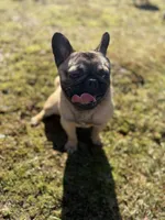 Tilly, a female French Bulldog and Pug for sale in Bellingham, WA – 3 of 9