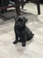 Black beauty , a female Pug for sale in Bellingham, WA – Photo 3 of 10