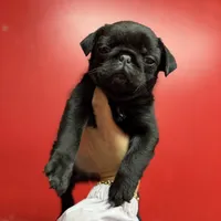 Black beauty , a female Pug for sale in Bellingham, WA – Photo 8 of 10