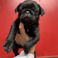 Black beauty , a female Pug for sale in Bellingham, WA – Photo 2 of 10