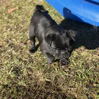 Black beauty , a female Pug for sale in Bellingham, WA – Photo 10 of 10