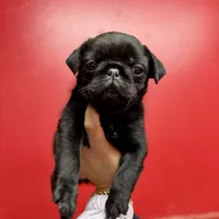 Black beauty , a female Pug for sale in Bellingham, WA – Photo 5 of 10