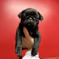 Black beauty , a female Pug for sale in Bellingham, WA – Photo 7 of 10