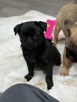 Black beauty , a female Pug for sale in Bellingham, WA – Photo 4 of 10