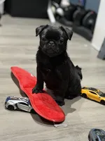 Black beauty , a female Pug for sale in Bellingham, WA – Photo 1 of 10