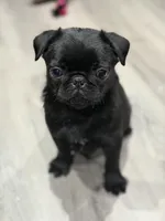 Black beauty , a female Pug for sale in Bellingham, WA – Photo 6 of 10