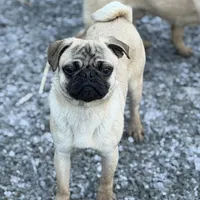 Billy, a male Pug for sale in Bellingham, WA – Photo 1 of 6