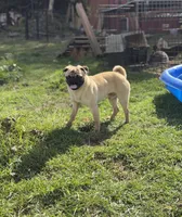 Billy, a male Pug for sale in Bellingham, WA – 6 of 10