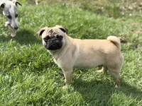 Billy, a male Pug for sale in Bellingham, WA – 3 of 10