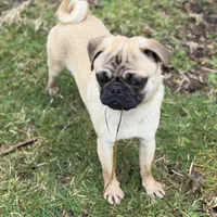 Billy, a male Pug for sale in Bellingham, WA – Photo 4 of 6