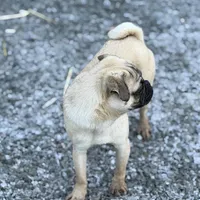 Billy, a male Pug for sale in Bellingham, WA – Photo 2 of 6