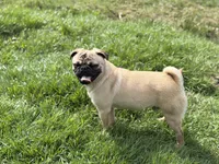 Billy, a male Pug for sale in Bellingham, WA – 9 of 10