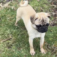 Billy, a male Pug for sale in Bellingham, WA – Photo 3 of 6