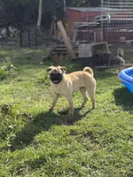 Billy, a male Pug for sale in Bellingham, WA – 5 of 10