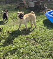 Billy, a male Pug for sale in Bellingham, WA – 4 of 10