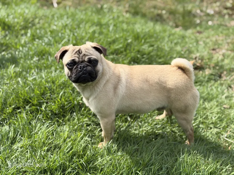 Billy – Pug puppy for sale in Bellingham, WA