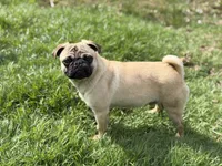 Billy, a male Pug for sale in Bellingham, WA – 1 of 10