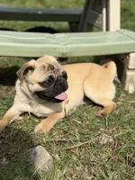 Billy, a male Pug for sale in Bellingham, WA – 10 of 10