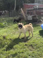 Billy, a male Pug for sale in Bellingham, WA – 8 of 10